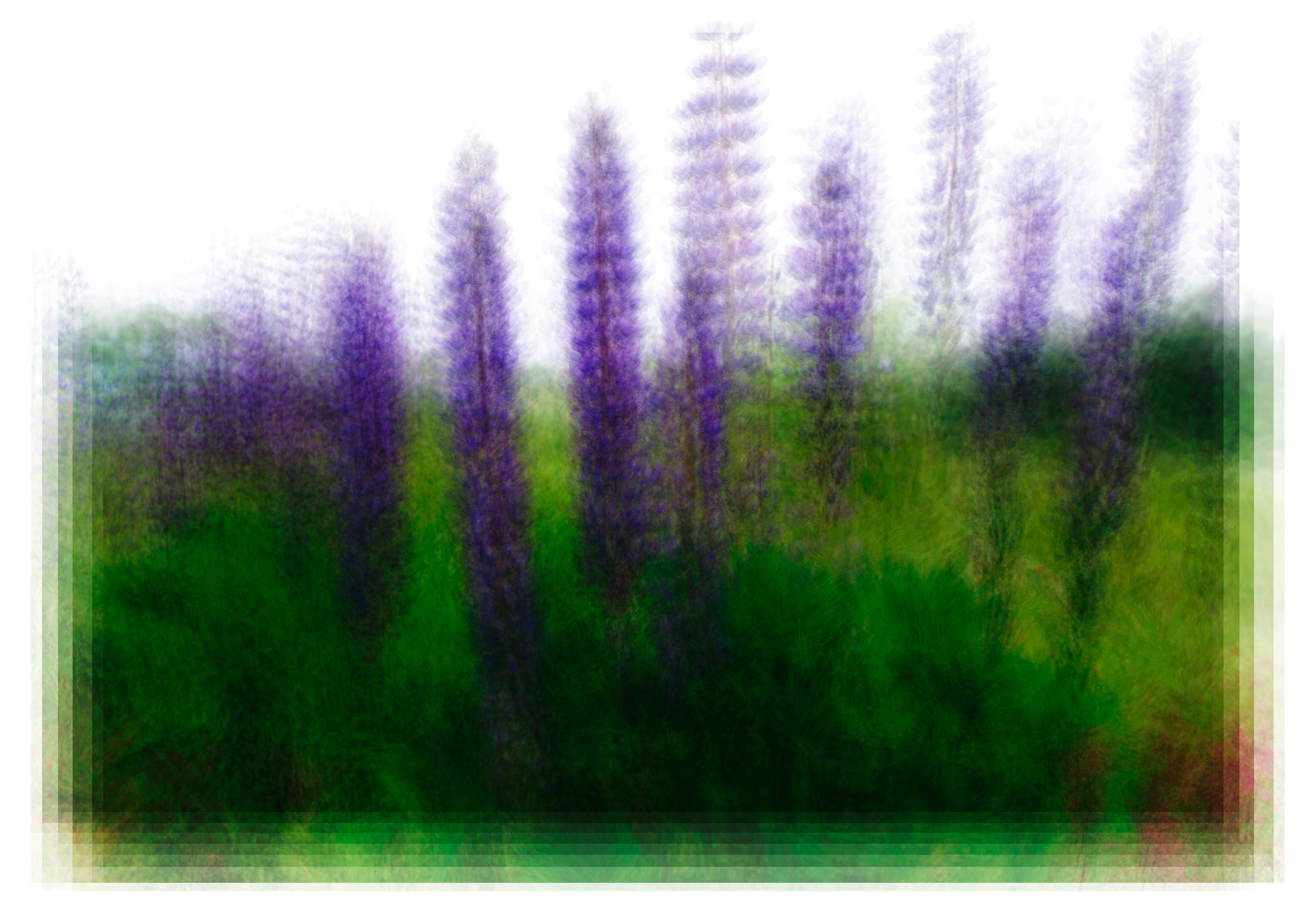 Lupines